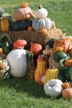 Diverse pumpkins, gourds & squash make the best displays