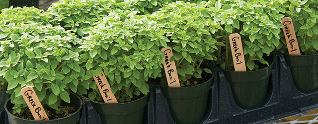 Learn How to Grow Professional Quality Container Herbs