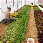 Paul, with 'Astro' arugula and Salanova