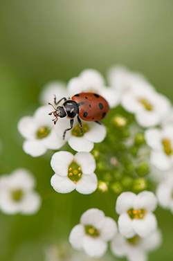 Lady beetle on sweet alyssum