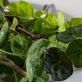 How to Grow Nasturtium Shoots