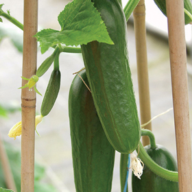 How to Grow Cucumbers