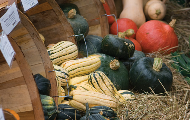 Squash Variety Chart