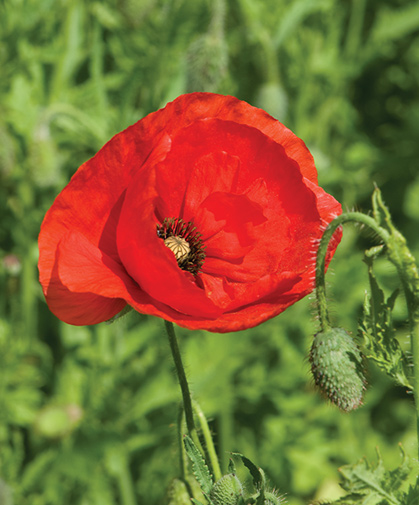 A single bloom of the common, lipstick-red Flanders (corn) poppy, atop its 3-foot-high, branching stems with downy leaves.