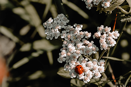 Ladybird on Alyssum flowers in the greenhouse