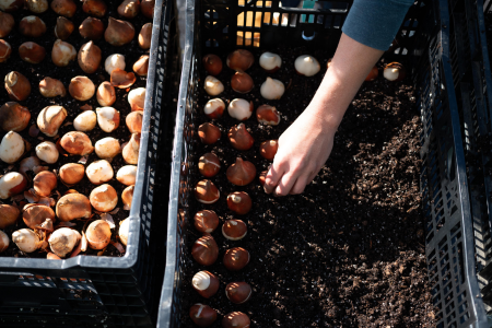 planting bulbs in crates