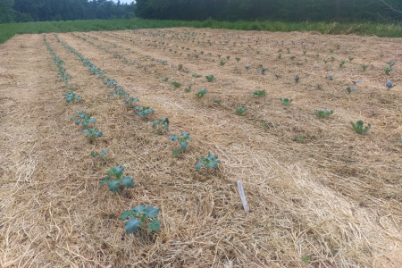 seedlings in a no-till plot
