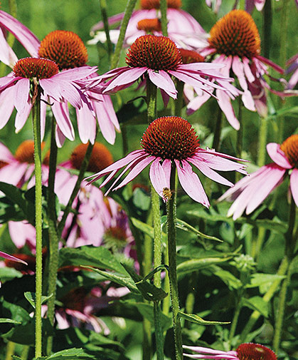 Echinacea flowers, usedful as a cut flower, to support beneficial insect populations, and in teas and tinctures.