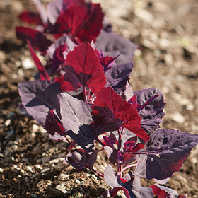 How to Grow Orach