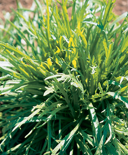Minutina plant; a cool-season salad green, prized in Italy for its mild nutty flavour and crunchy texture.