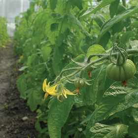 How to Grow Greenhouse Tomatoes