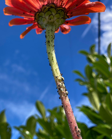 An Aphis colony nurses its thirst on zinnia stem juice in Donna's garden, in turn nourishing the hoverfly population