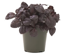 Container-grown Amethyst Improved Basil Plant