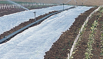 Protective Row Cover