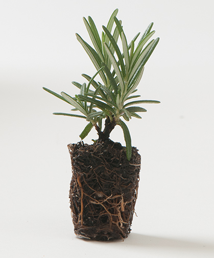 Vegetatively propagated organic rosemary herb plug, showing root structure, ready for production.