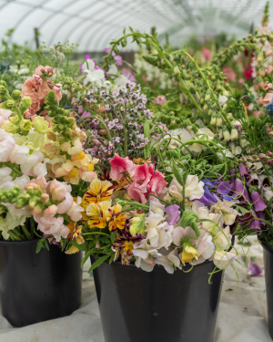 bucket of harvest overwintered flowers