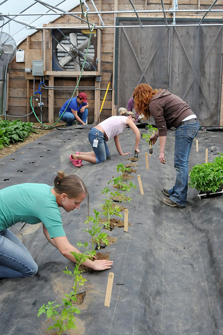 Planting Johnny's High Tunnel Trial