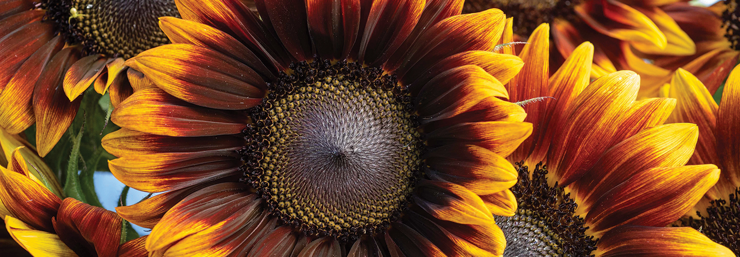 Sunflowers