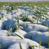 Winter Cover Cropping: A Fine Time to Build Soil