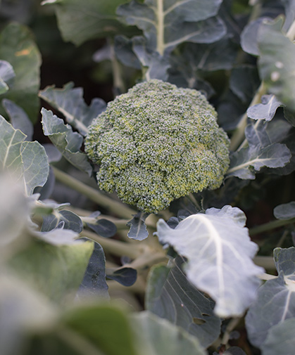 A head of standard broccoli, growing in the field.