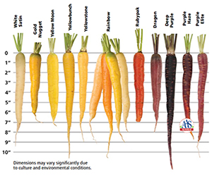 View Our Multicolored Carrot Comparison Chart