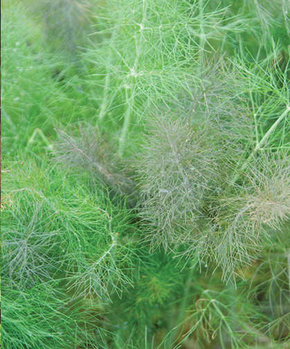 Planting of leaf fennel, a nonbulbing type showing the characteristic feathery fronds with the aniseed-like flavor.