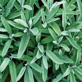 Common Sage Organic Herb Seed