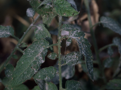 potato aphid on tomato leaf