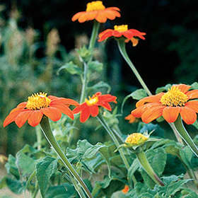 How to Grow Tithonia (Mexican Sunflower)