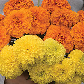 How to Grow Marigolds