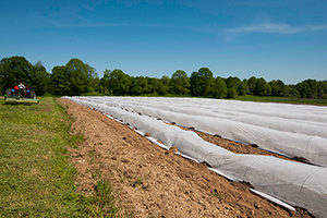 Protective Row Cover