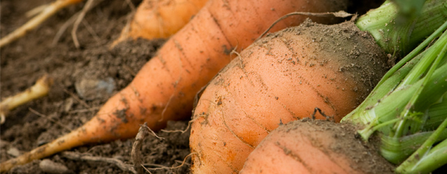 Carrot Season Extension - How to Expand Your Harvest Window