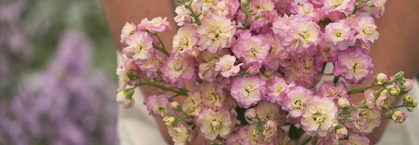 Bouquet of flowers