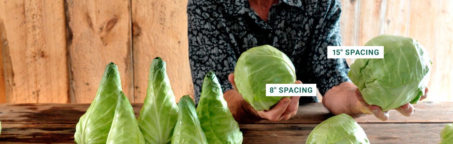 The effect of spacing on cabbage size.