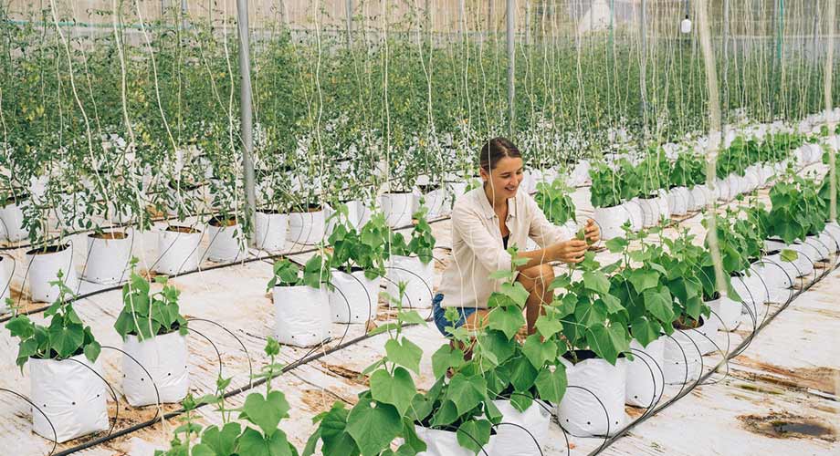 Pest and disease prevention in the hydroponic setting requires special attention