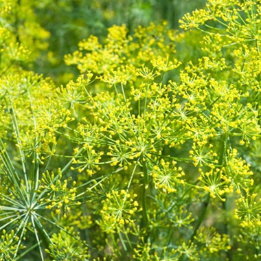 Bouquet Dill