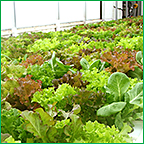 Lettuce under Hydroponic Production