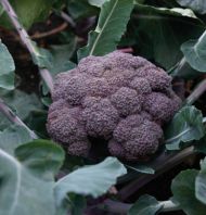 Purple Magic Broccoli