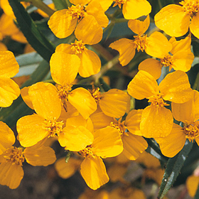 How to Grow Mexican Mint Marigold