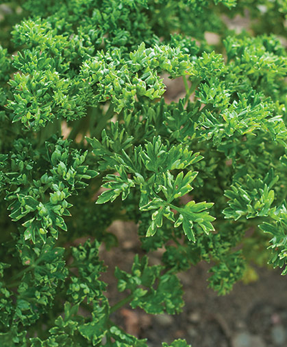 Parsley plant grown from seed; this cultivar, with its sweetly flavored, curled and cupped leaves, is of the Paramount type.
