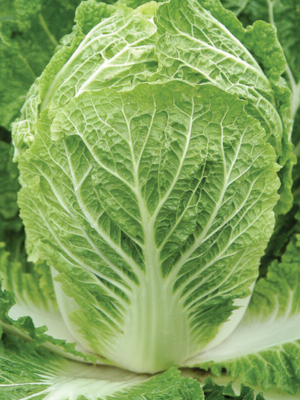 black rot on cabbage
