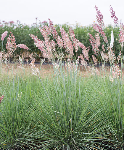 Savannah grass (aka ruby grass, Melinis nerviglumis), grown as an ornamental grass.