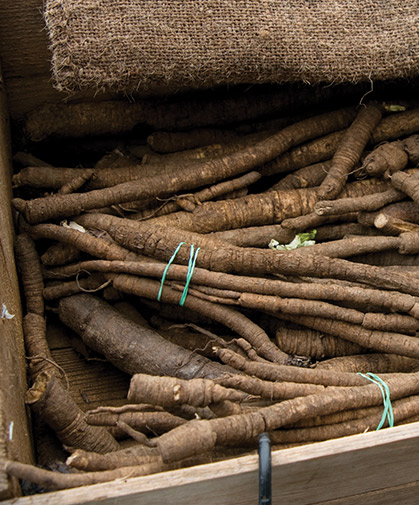 This box of bundled burdock roots will keep in storage for several months.
