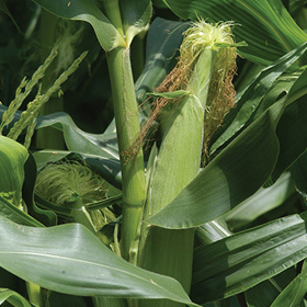 How to Grow Sweet Corn