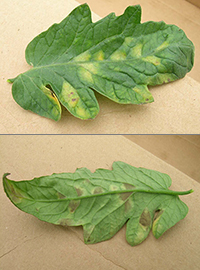 Leaf mold