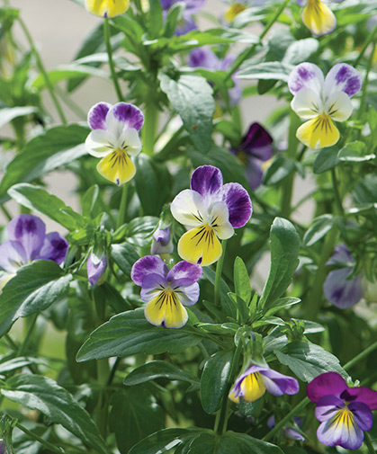 Sweetly scented viola flowers, also known as Johnny jump-ups, beckon all to the garden in early spring.