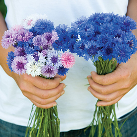 How to Grow Centaurea aka Bachelor's Button