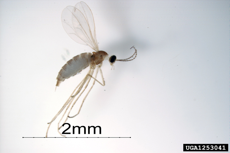 swede midge