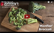 Monflor Standard Broccoli