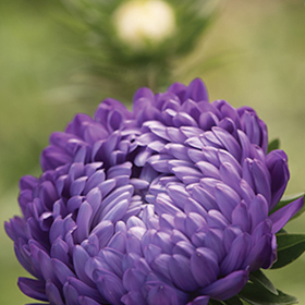How to Grow China Asters
